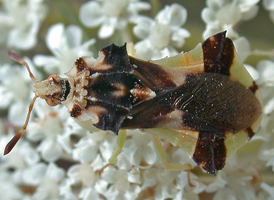 Jagged Ambush Bug Jagged Ambush Bug